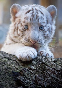 Bengal Tigers can also come in white