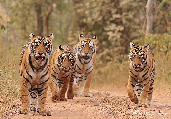 pack-of-royal-bengal-tigers.jpg