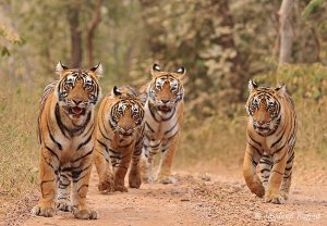 An ambush of Tigers